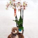 orquideas-blancas-oso