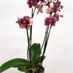 orquideas-lilas
