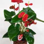 planta-flor-roja