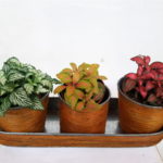 plantas-tres-colores