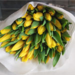 tulipanes-amarillos